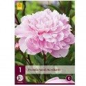 Pivoine Sarah Bernard - MIDI