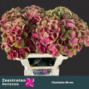 hortensia M MAG CHARLOTTE - Zeestraten...