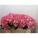 hortensia M MAG COLOURDRE - Spronk