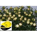 Pivoine Duchesse - Midi