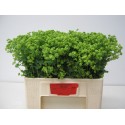 Alchemilla mollis 'Robustica' - Akershoek...