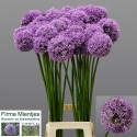 ALLIUM Gladiator90 - G. Mientjes