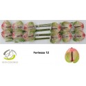 anthurium FORTEZZA - Anthogether Wijnen