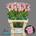 CAMP M Pearl Pink 70cm-23 - De Waal Tuil