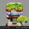 celosie créte ACT VERDA - 72cm - Kwekerij...