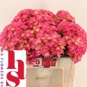 hortensia. Kiss L5 - H.S. Flowers BV