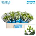 Hypericum Coco Bamboo vert DF - Florius BV