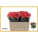 R branchue FIREWORKS - Jewel