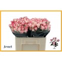 R branchue REFLEX - Jewel