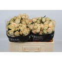 R branchue Sancerre - Sunrise Roses / BSI