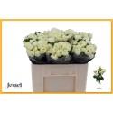 R branchue SNO TRENDSETTER - Jewel