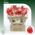 Calla Trinity - J.H. Meiland