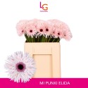 germini PUNKI ELIDA - Klein fust (555) -...