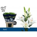 lys ASTI - Double Check Lily