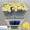 œillet gros Liberty - Anjers De Nijs