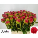 PIVOINE Command Preformance - Heveko Flowers