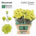 œillet gros Celtic vert vert vert - Divine...