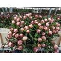 pivoine L GARDENIA - .