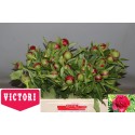 Pivoine Redcharm - Victori