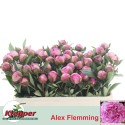 pivoine L ALEX FLEMING - Fa. Klepper
