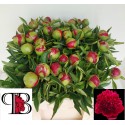 pivoine Red Charm - Boots Pioenen en...