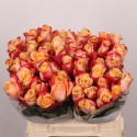 R GR PEBBLES - Rift Valley Roses