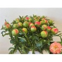 Pivoine Coral sunset - VOF PFM Dekker en Zn