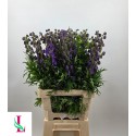 Aconitum 70cm 996 - Mts. van der Linden & Zn