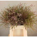 Allium Schubertii 50 - Gia Flowers