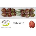 anthurium CARIBEAN - Anthogether Bouman