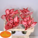 CALLA Claudia 50 - Clefleur