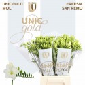 freesia DIAMOND RIVER - UNICGOLD Mol Freesia