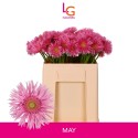 GE MS PUNKI MAY - Klein fust (555) - LG...