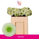 germini Bolero ViriViri - Klein fust (555)...