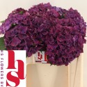 hortensia. Mon Amour paars L5 - H.S....