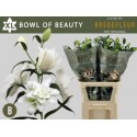 lilium DU BO OF BEAUT - Bredefleur