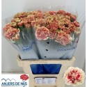 œillet gros Wow - Anjers De Nijs