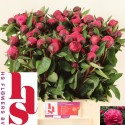 Paeonia Red Sarah Bernhardt L6 - H.S....
