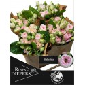 R branchue Ballerina 50cm - Diepers Rosen