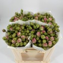 R branchue Charming50 - Schittko GbR