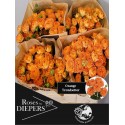 R branchue OrangeTrend 50cm - Diepers Rosen