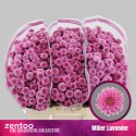 santini MILLER LAVENDER - Zentoo