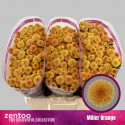 santini MILLER ORANGE - Zentoo
