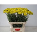 ACHIL F PARK VARIETY - .