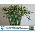 Allium Mystic Merlin - MM Duin...