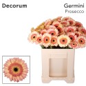 germini PROSECCO - Oudijk Gerbera