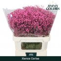 GYPS KLB H% - Jimmy Colors BV