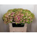 hortensia M MAG AMETHYST - Spronk
