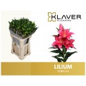 lilium TOBA - Klaver Flowers