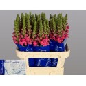 muflier antibes rose - Hkw. R. Beentjes
